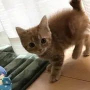 ライの画像