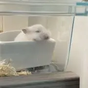 nanaの画像