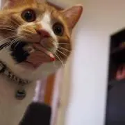 きなこの画像