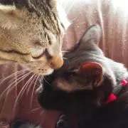 チエ