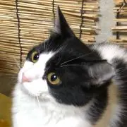 宇宙人