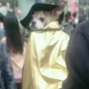 ファニーの画像