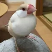 naaaaの画像
