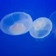 クーの画像