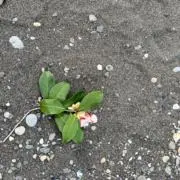 しょうかの画像