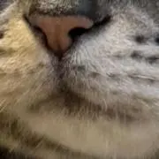 sioの画像