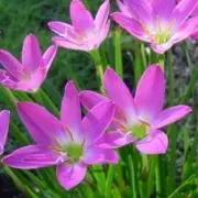 Saffron