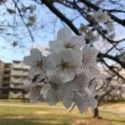 sachimukuの画像