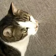 ジーク