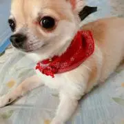 Mako