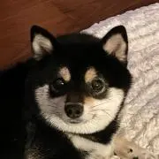 ハチミツ