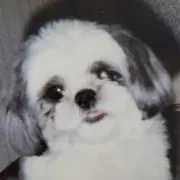 Pumoの画像