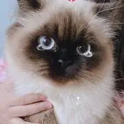 セシル