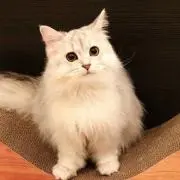 まろぴーの画像