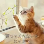 ゆうせいの画像