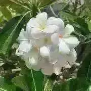 S☆Pの画像