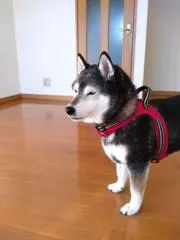月兎