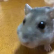 ともともの画像