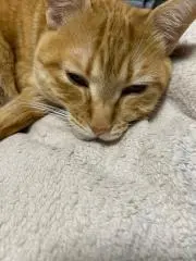 zariganiの画像