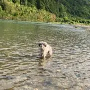 こうもり