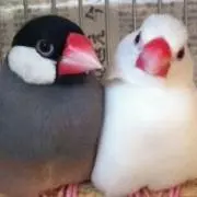 cocoaの画像