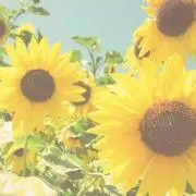 ひまわりの画像