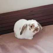 そたっとの画像