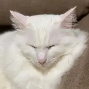 TUの画像