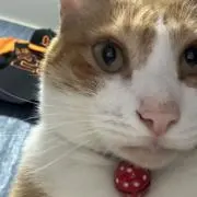 ツバサฅ^•ω•^ฅの画像