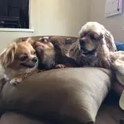 ひとみ