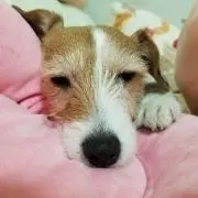 satoko