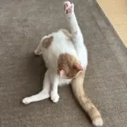 まるたんの画像