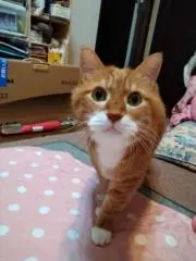 チャトラの散歩