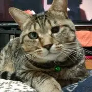 れんみ