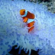 saeの画像