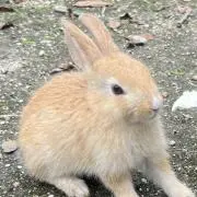 みゆの画像