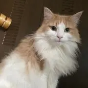 リツカ
