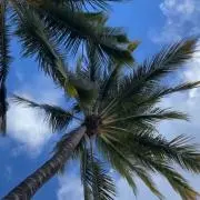 me.meの画像