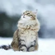 みみ