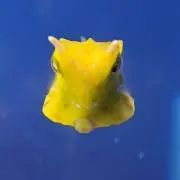 たつえの画像