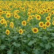 掘り出しもん太郎の画像