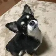 たまの画像