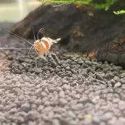 ふしゃーの画像