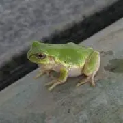 まゆ