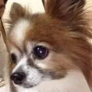 koko