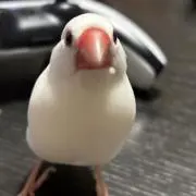 律