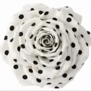 ^_-☆の画像