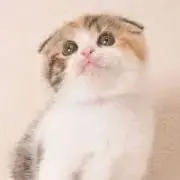 ぽんの画像