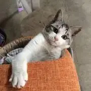 りがー