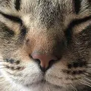 さ